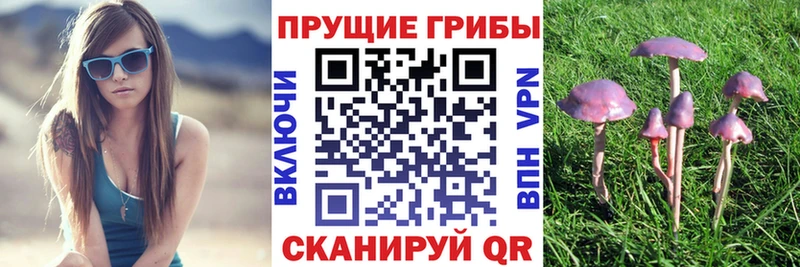KRAKEN ссылки  Балашиха  Псилоцибиновые грибы GOLDEN TEACHER 